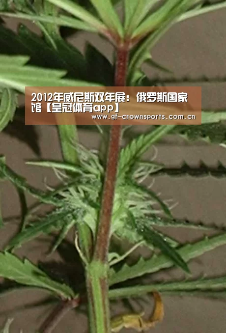 皇冠体育手机版